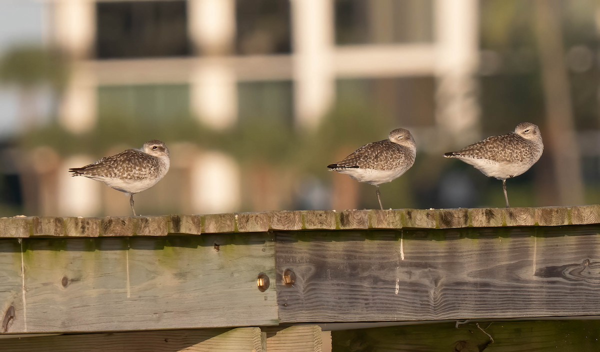 Chorlito Gris - ML646296051