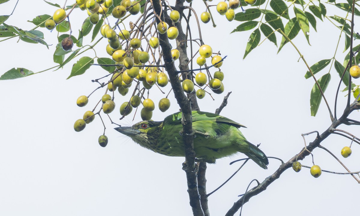 Green-eared Barbet - ML646296052