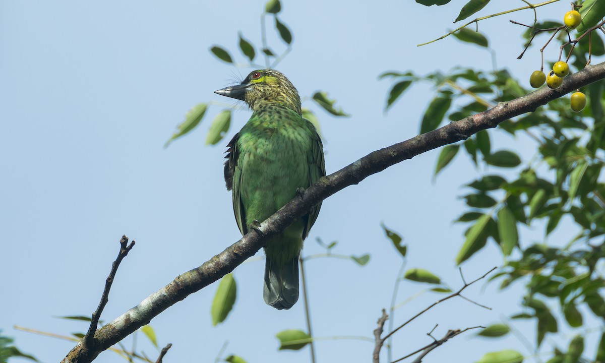 Green-eared Barbet - ML646296053
