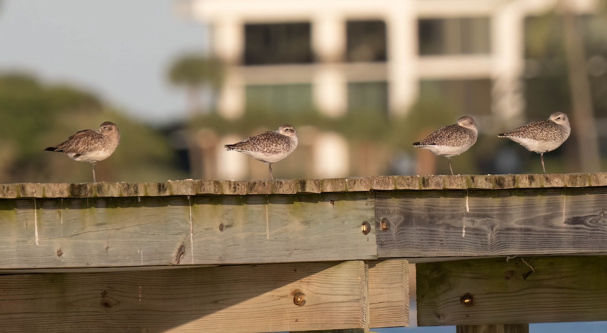 Chorlito Gris - ML646296055