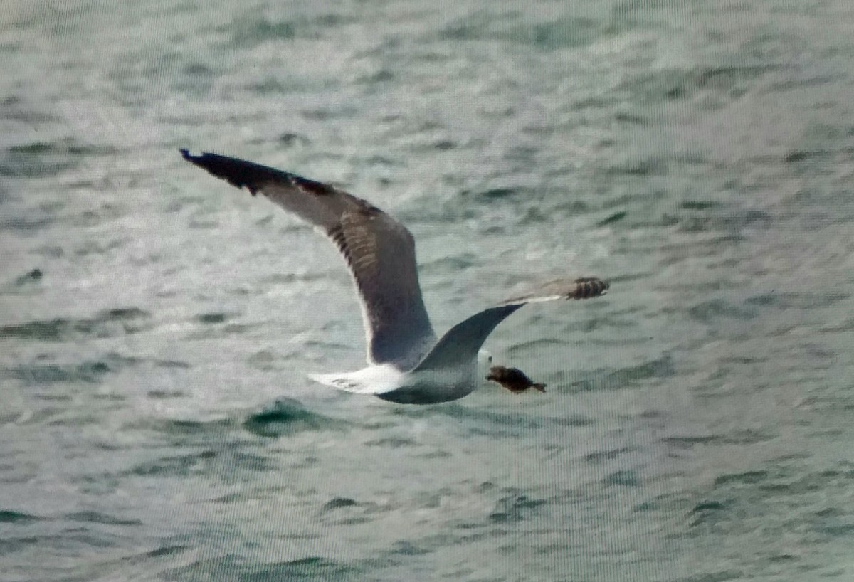 Yellow-legged Gull - ML646296057