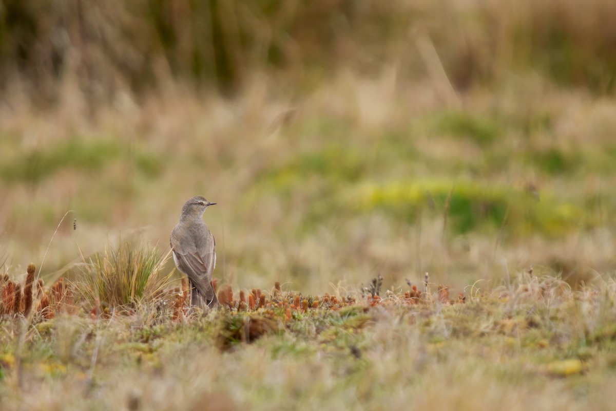 White-fronted Ground-Tyrant - ML646296061