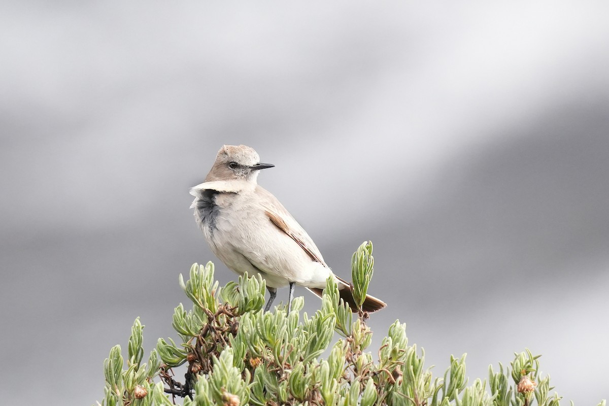 White-fronted Ground-Tyrant - ML646296062