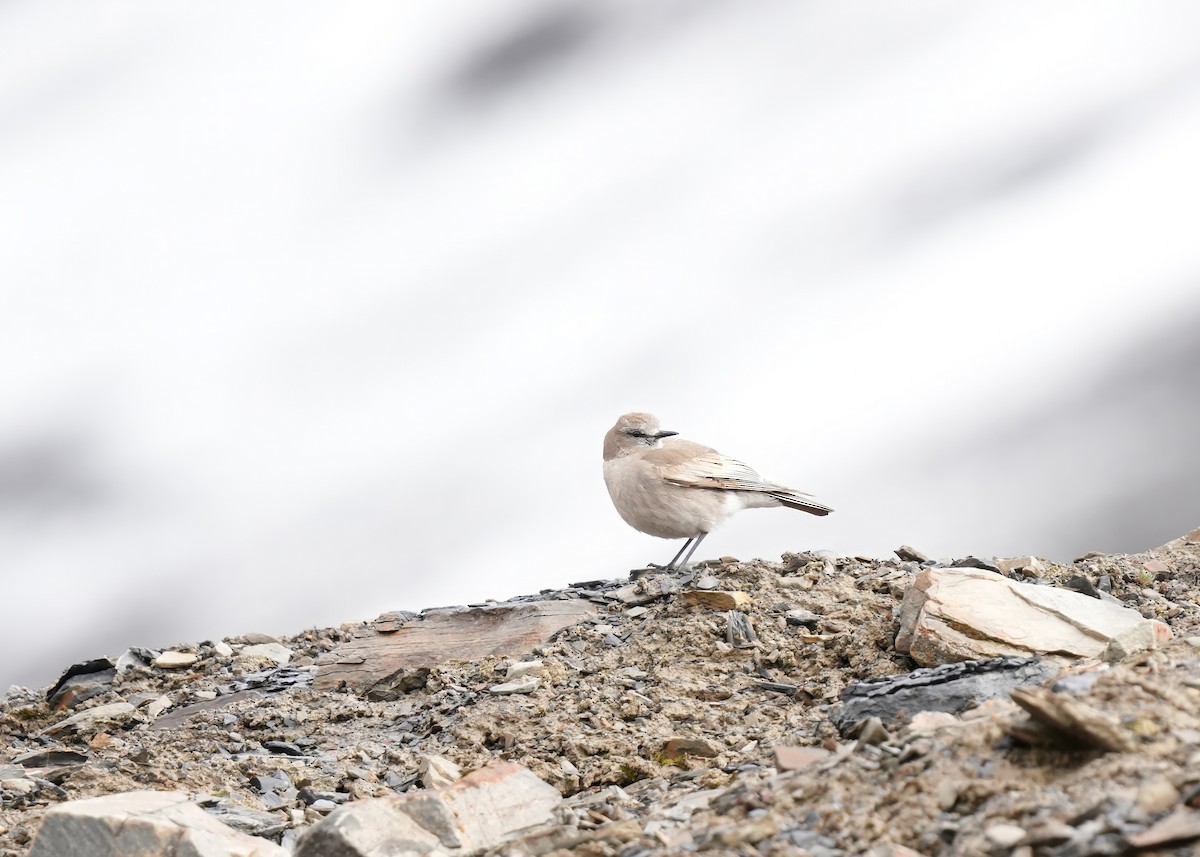 White-fronted Ground-Tyrant - ML646296063