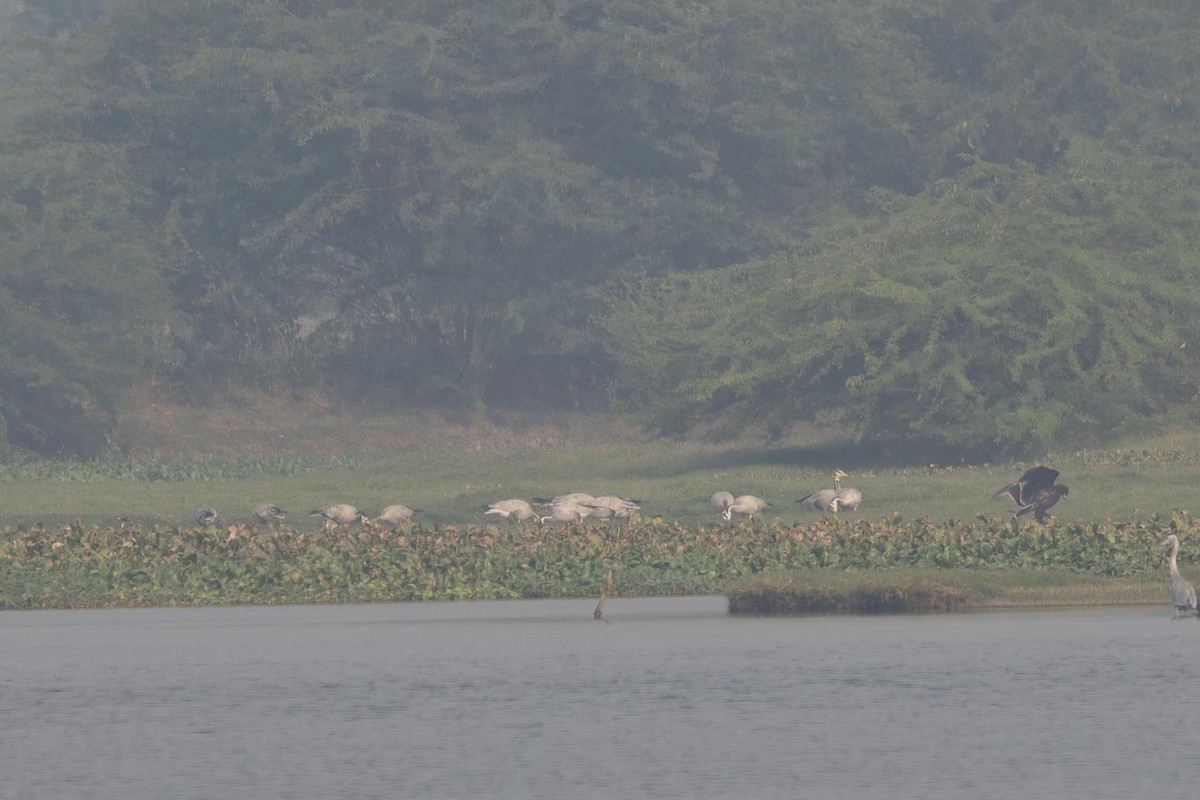 Гуска гірська - ML646296067