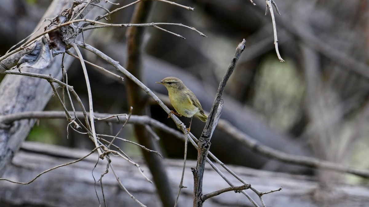 Pouillot fitis - ML646296083