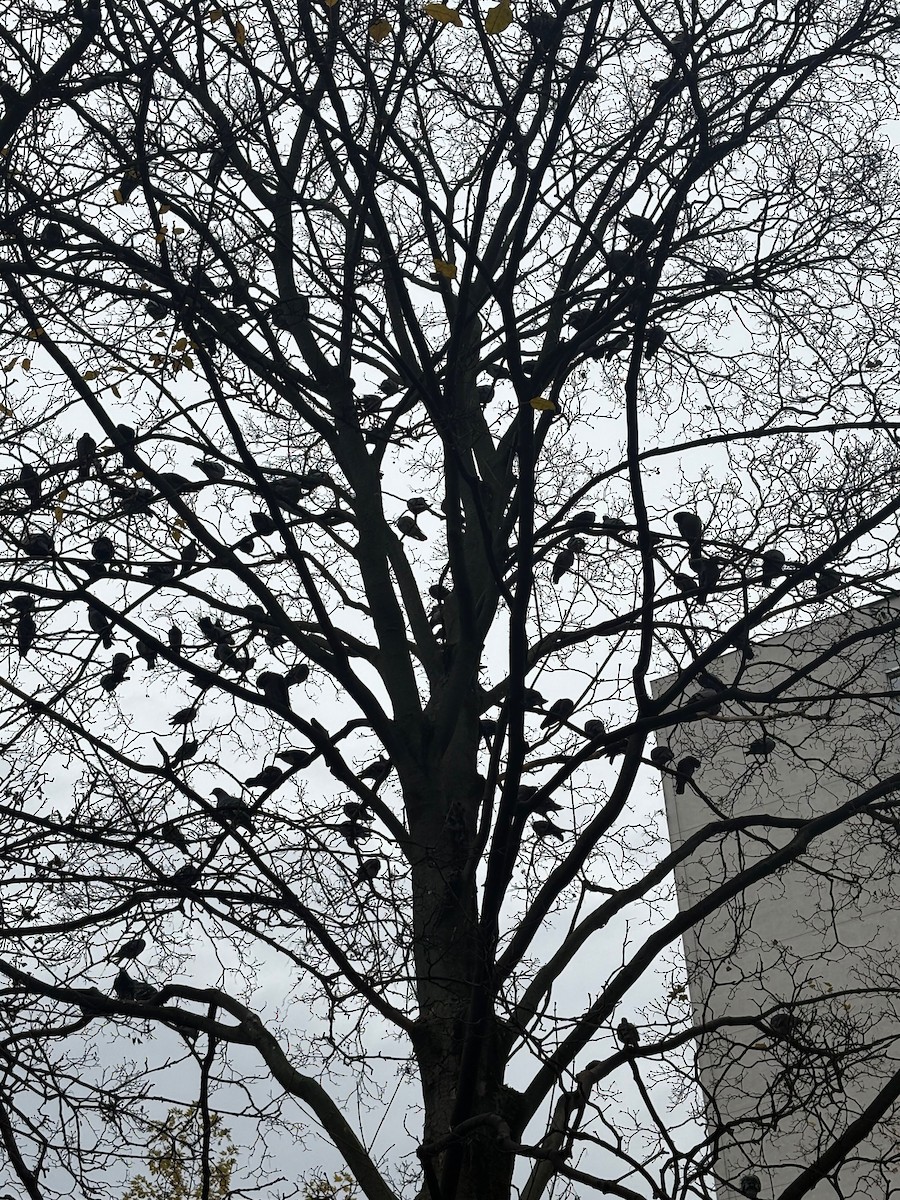 Rock Pigeon (Feral Pigeon) - ML646296084