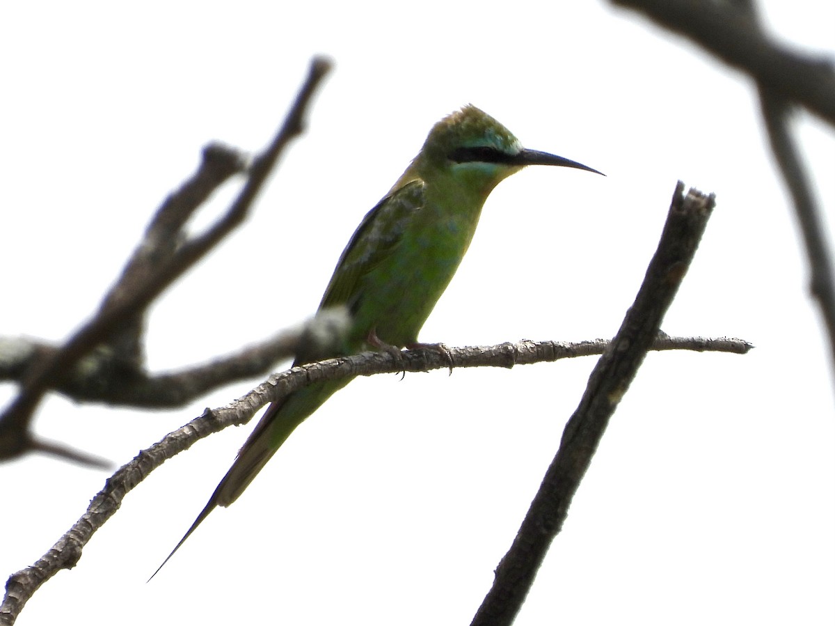 שרקרק ירוק - ML646296086