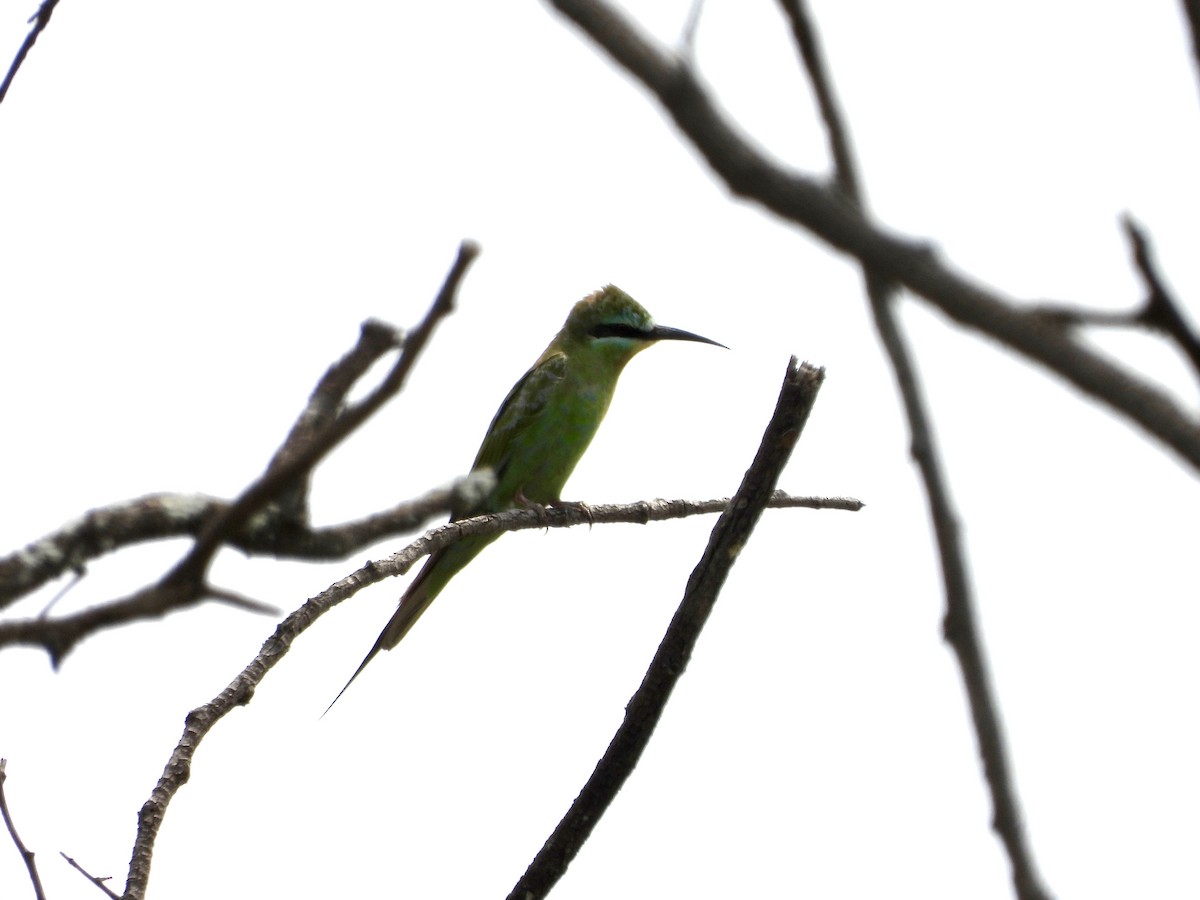 שרקרק ירוק - ML646296089