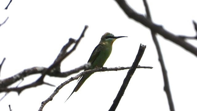 Зелёная щурка - ML646296090