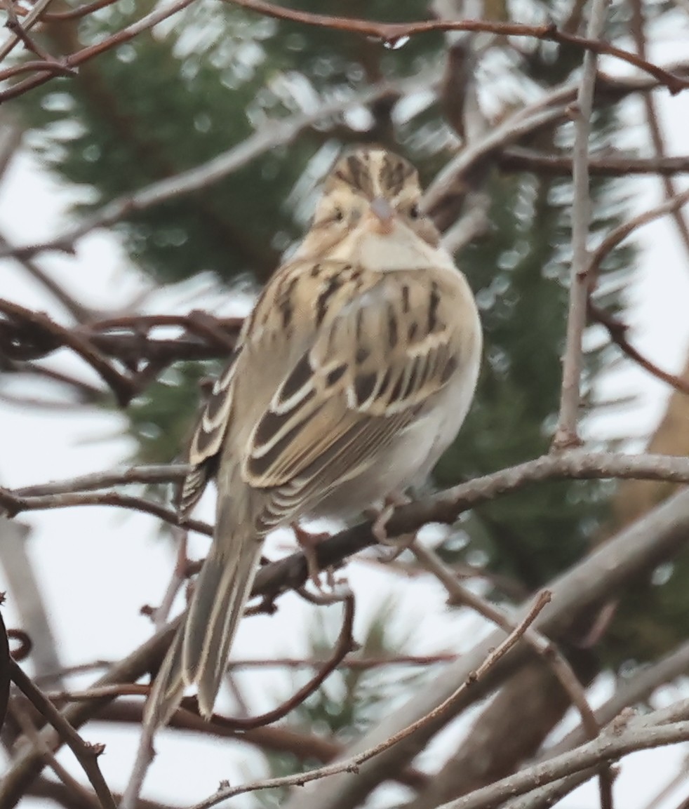 Clay-colored Sparrow - ML646296094