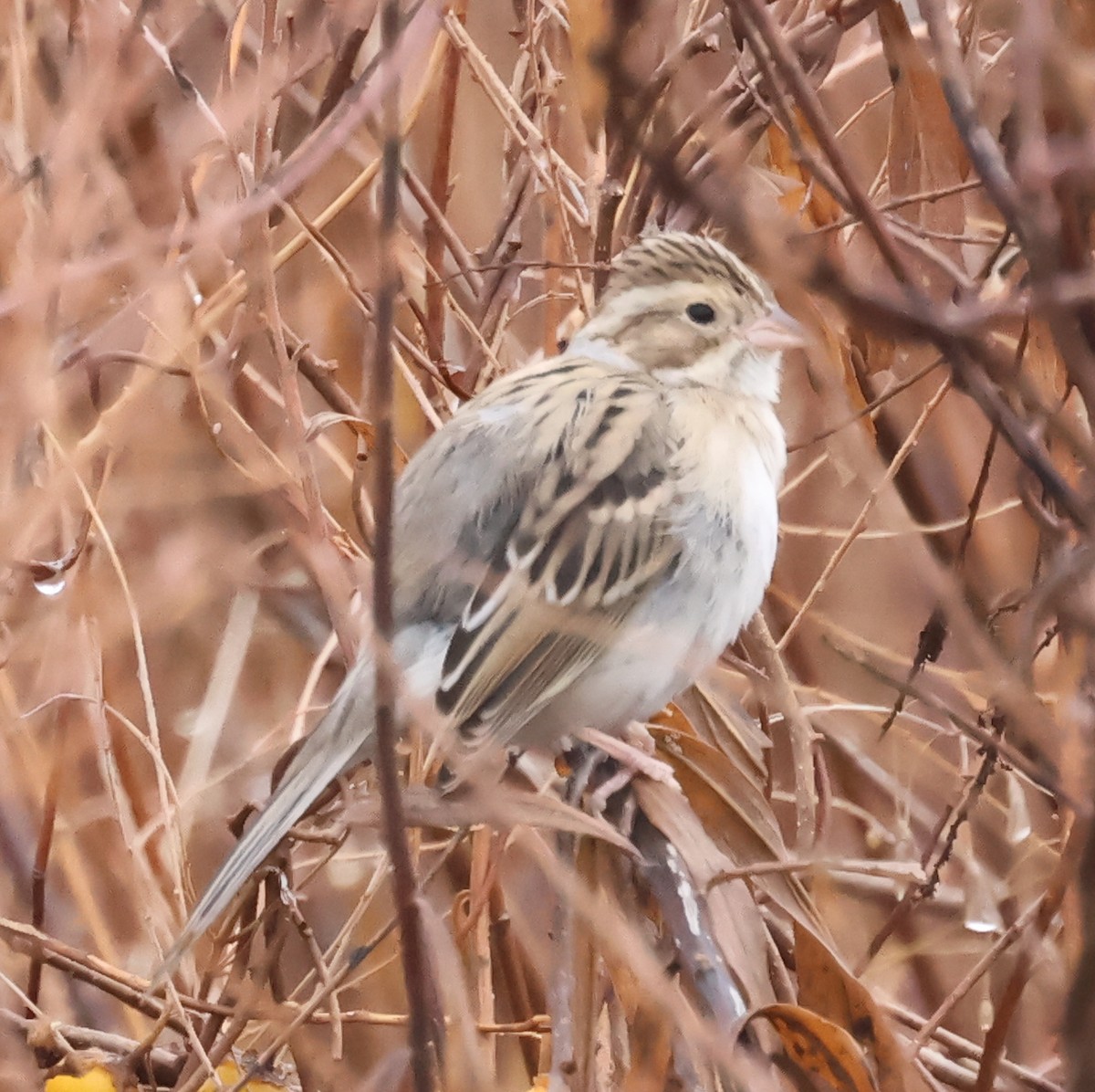 Clay-colored Sparrow - ML646296095