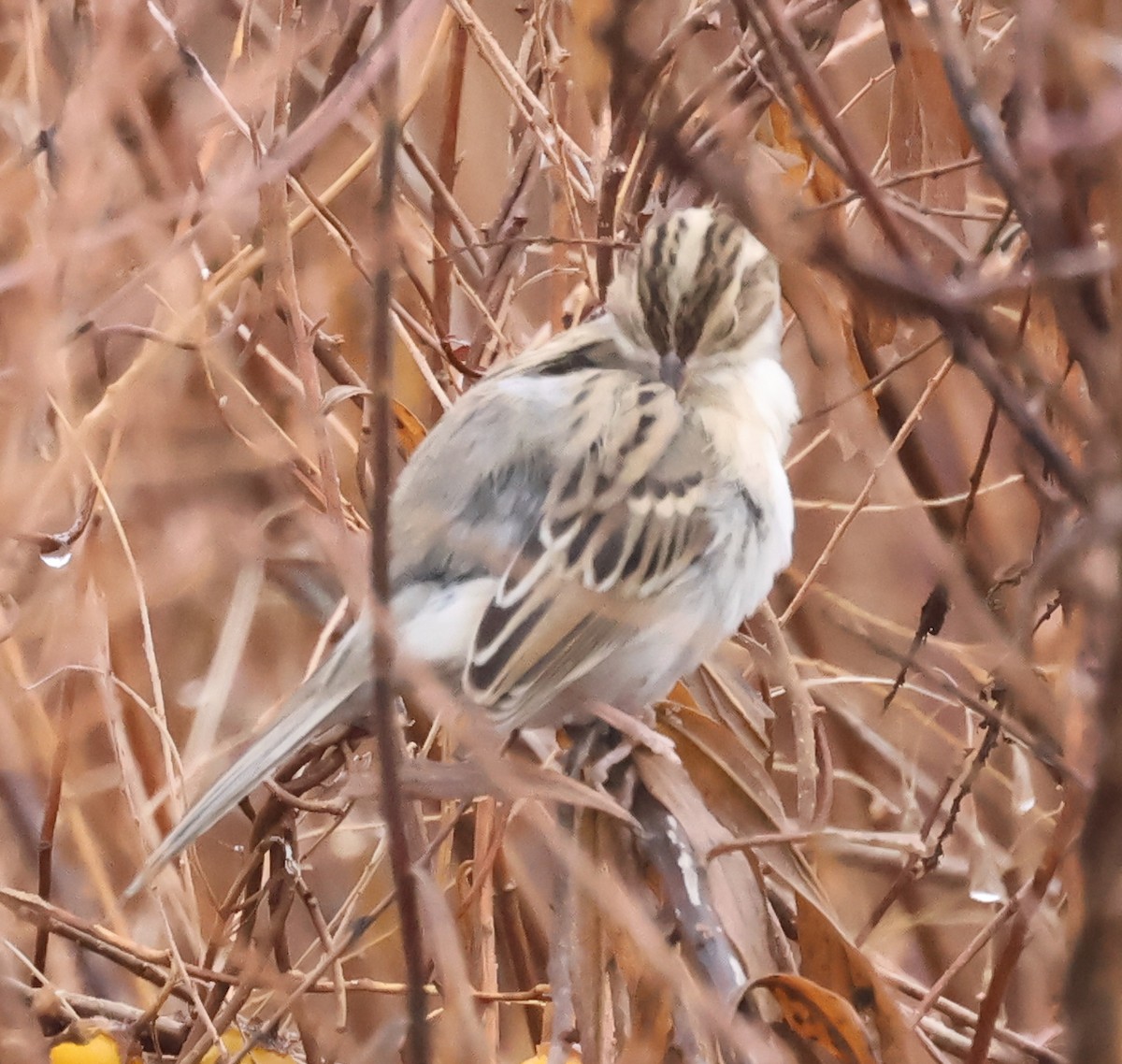 Clay-colored Sparrow - ML646296097