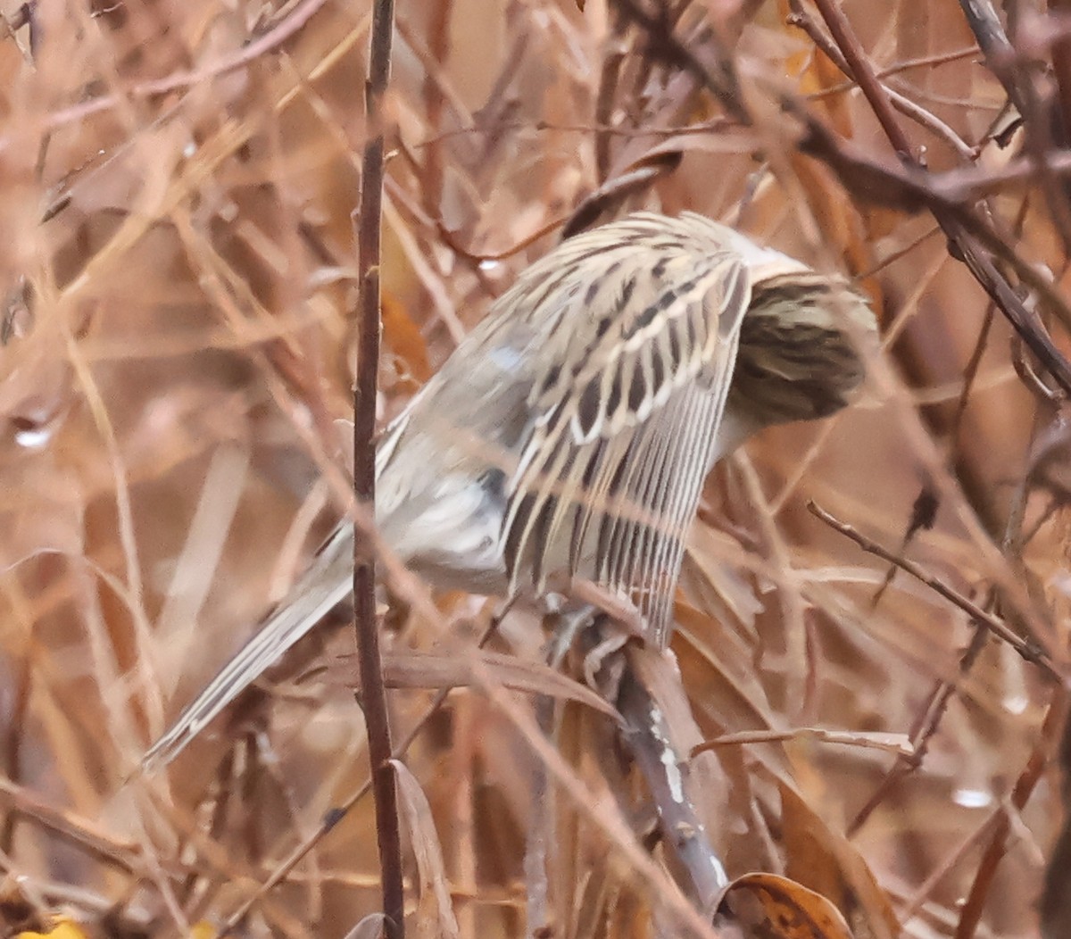 Clay-colored Sparrow - ML646296099