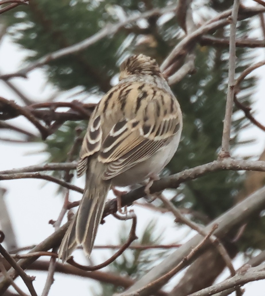 Clay-colored Sparrow - ML646296100