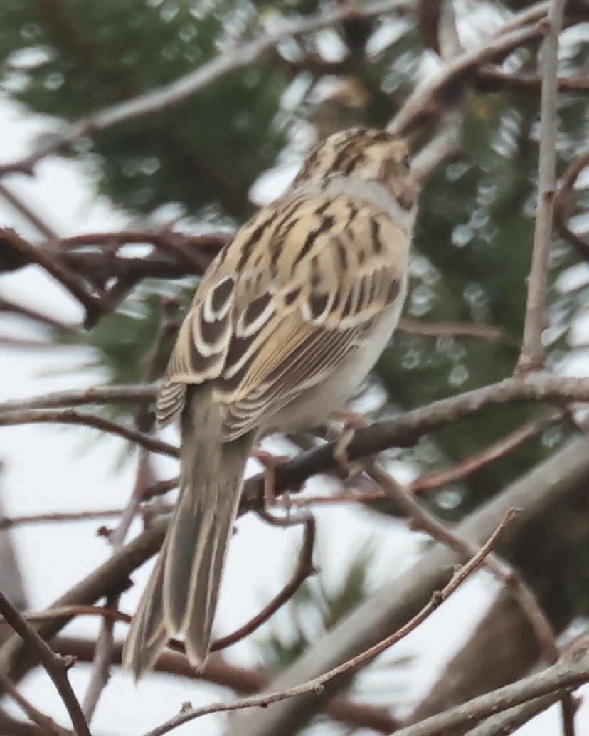 Clay-colored Sparrow - ML646296101