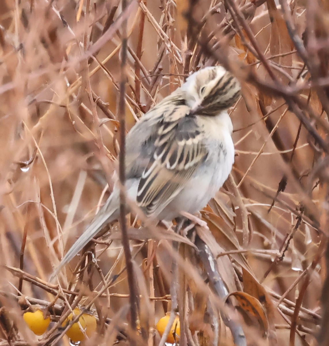 Clay-colored Sparrow - ML646296102