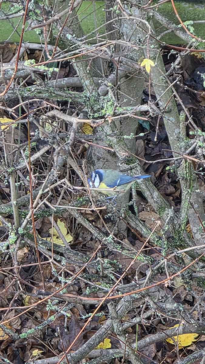 sýkora modřinka - ML646296104