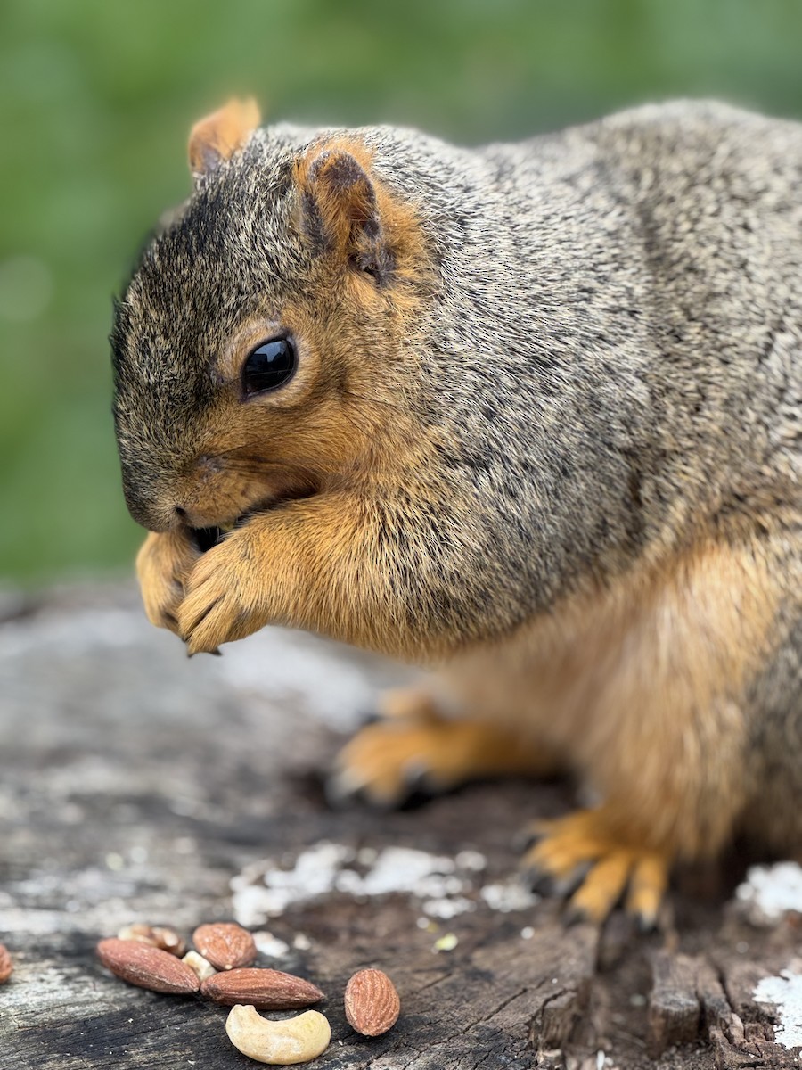 Eastern Fox Squirrel - ML646296105