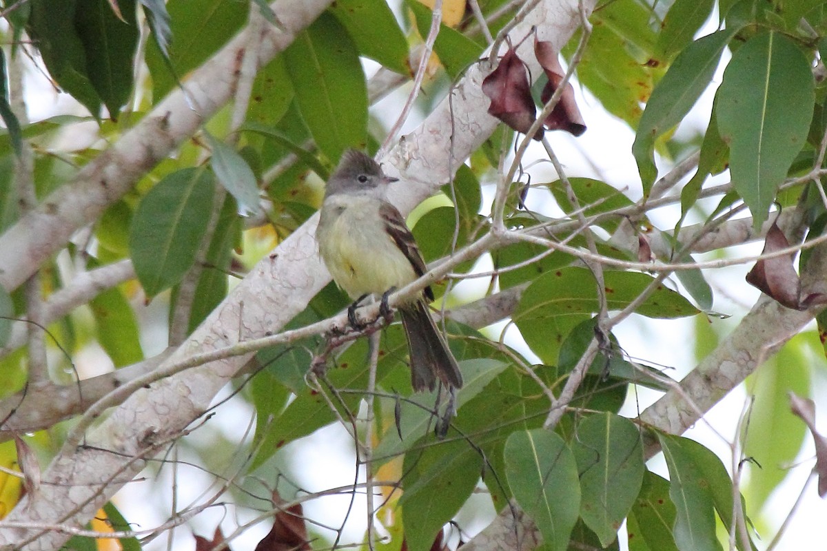 Yellow-bellied Elaenia - ML646296113