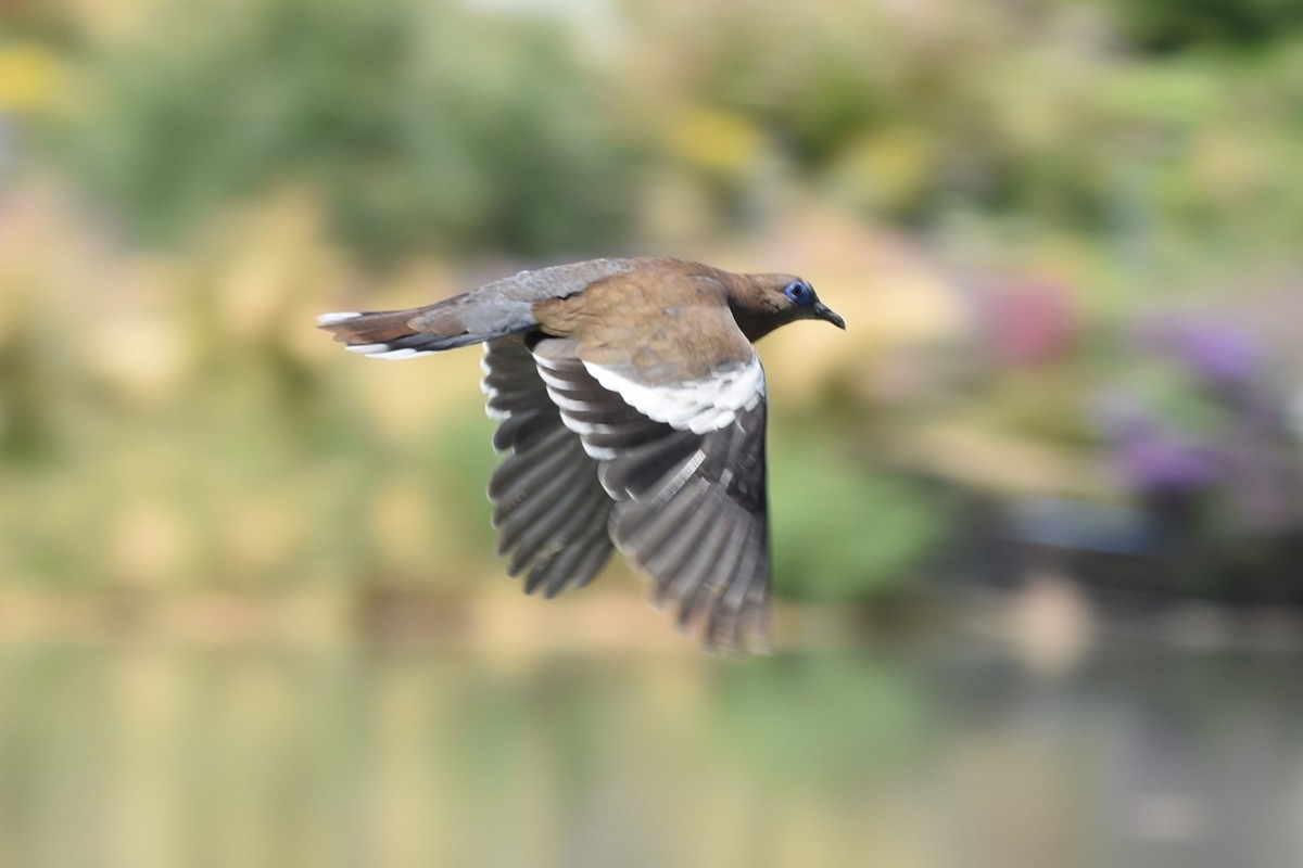 West Peruvian Dove - ML646296118