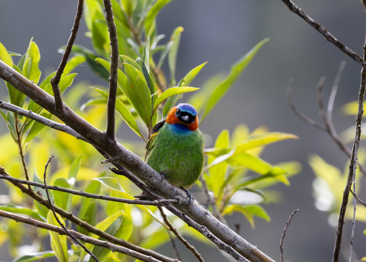 Red-necked Tanager - ML646296124