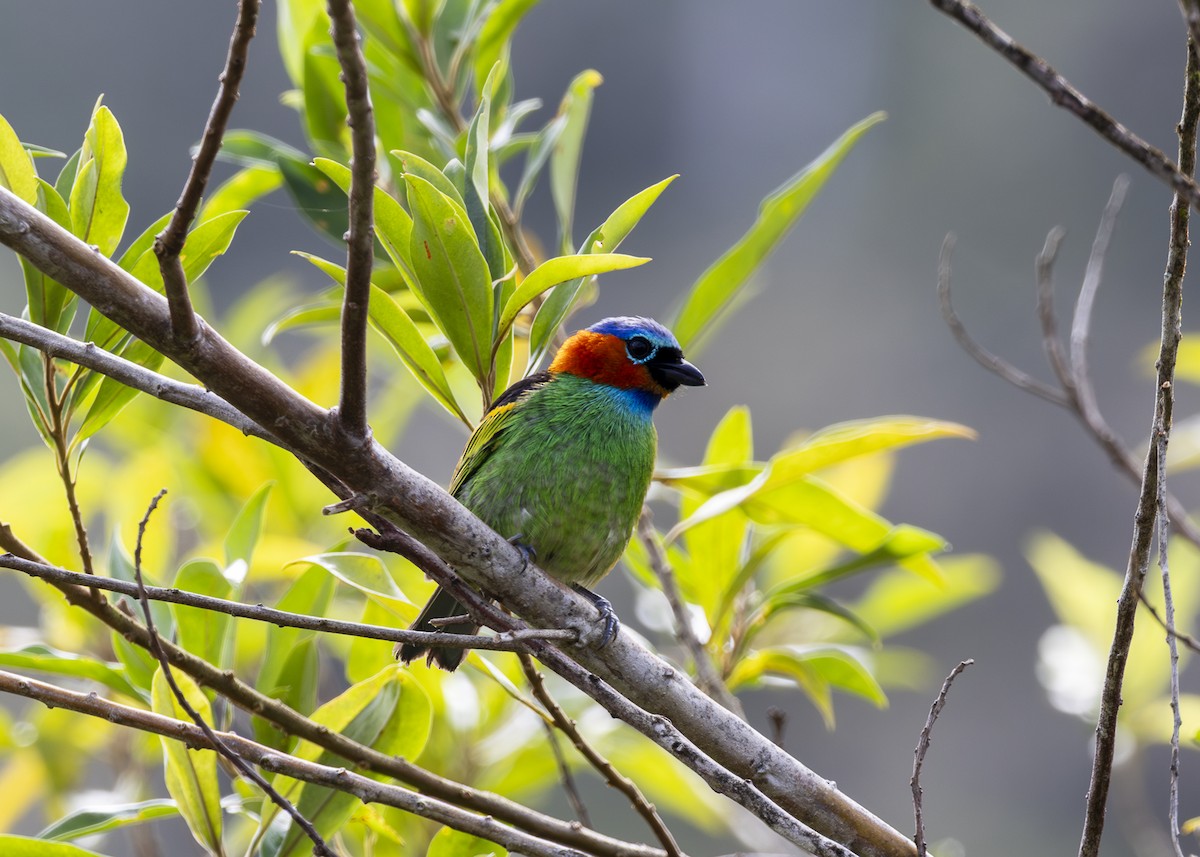 Red-necked Tanager - ML646296125