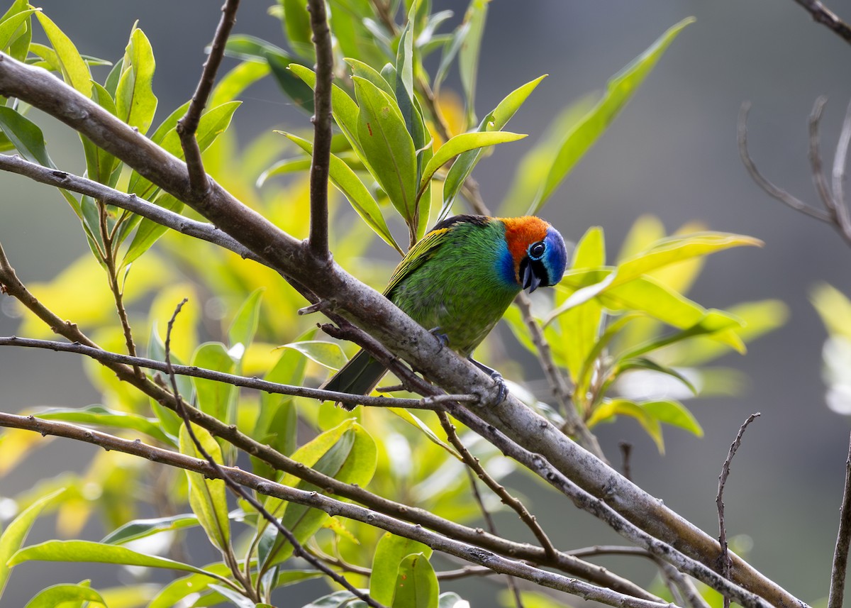 Red-necked Tanager - ML646296126