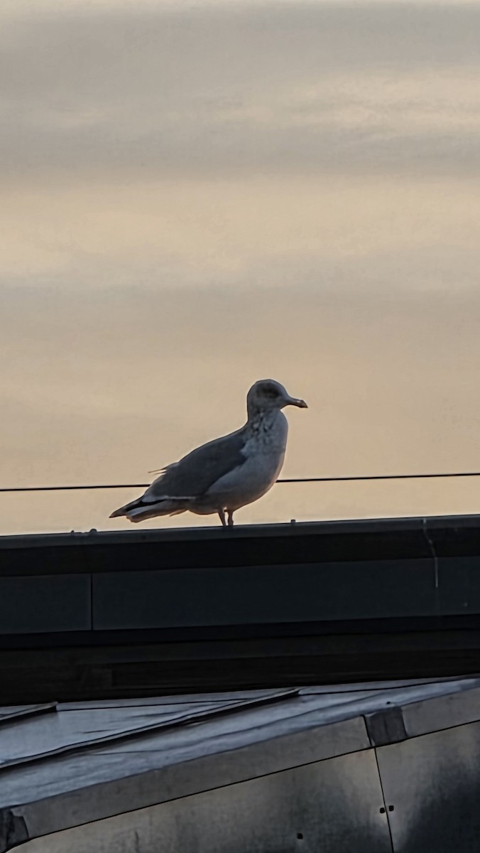 Goéland brun - ML646296128