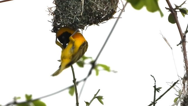 Масковый ткач - ML646296132