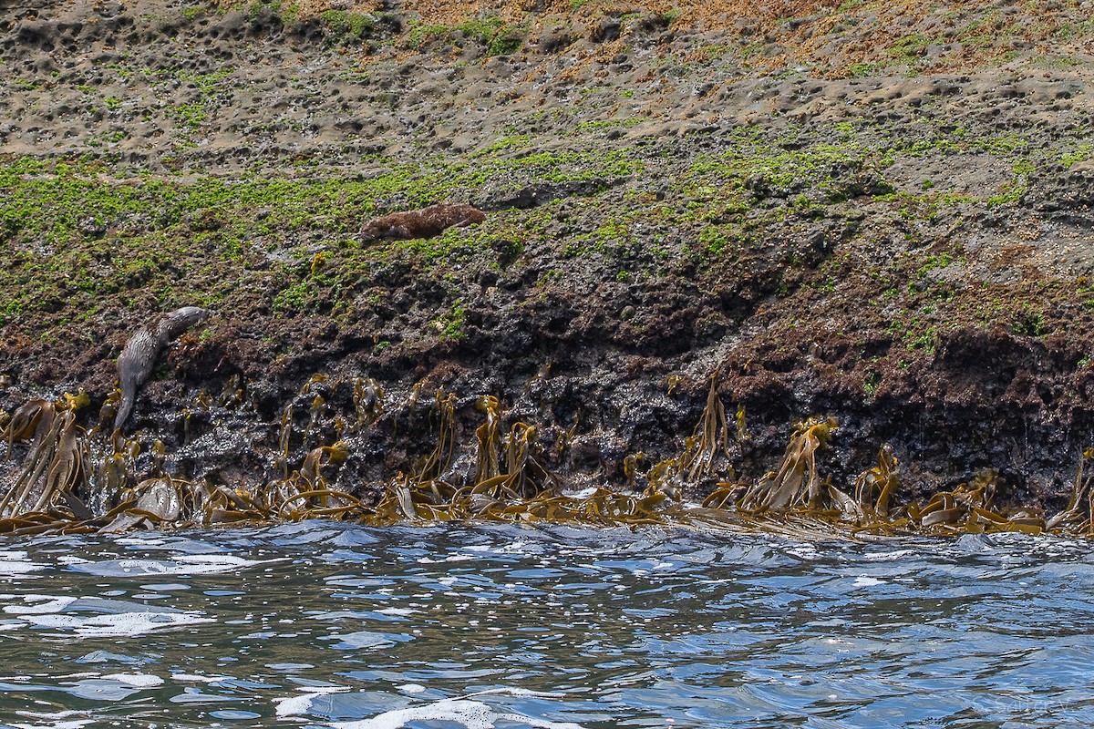 Lontra costiera - ML646296134