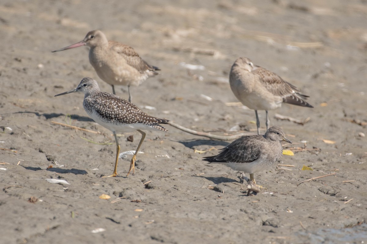 Surfbird - ML646296141