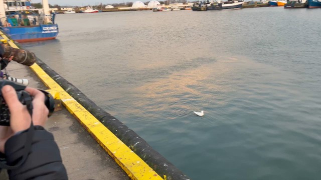 Белая чайка - ML646296143