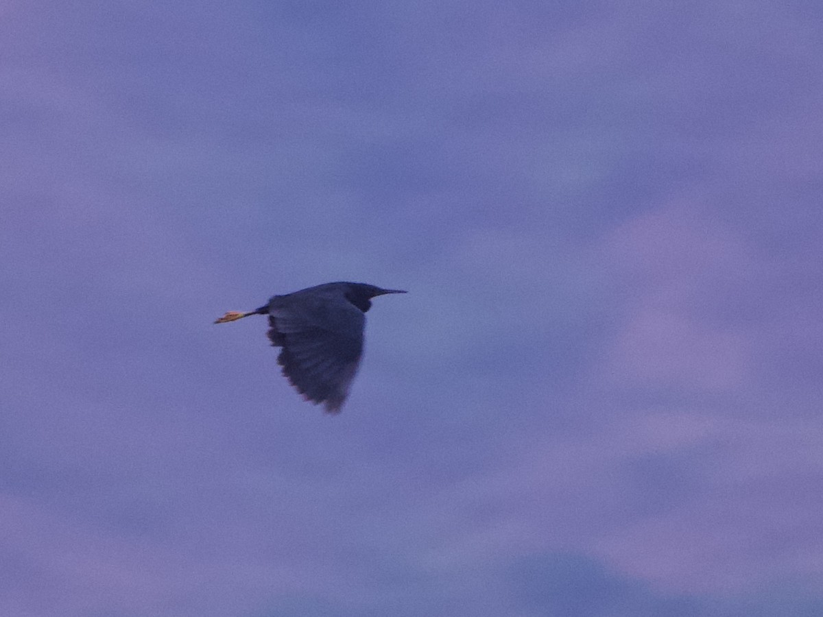 Black Heron - ML646296144