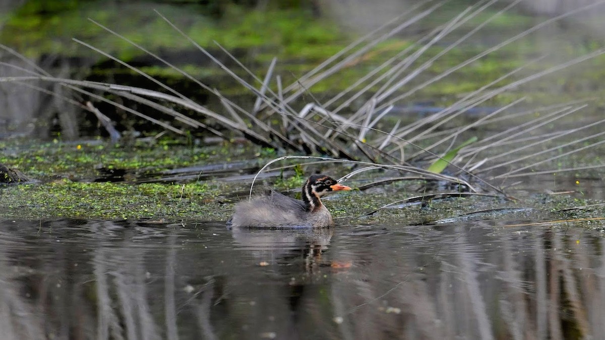 Grèbe castagneux - ML646296146