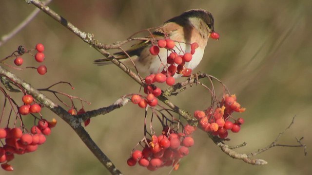 Negu-txonta - ML646296147