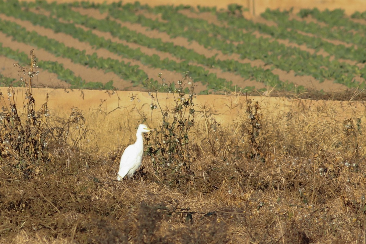 Airone guardabuoi - ML646296148