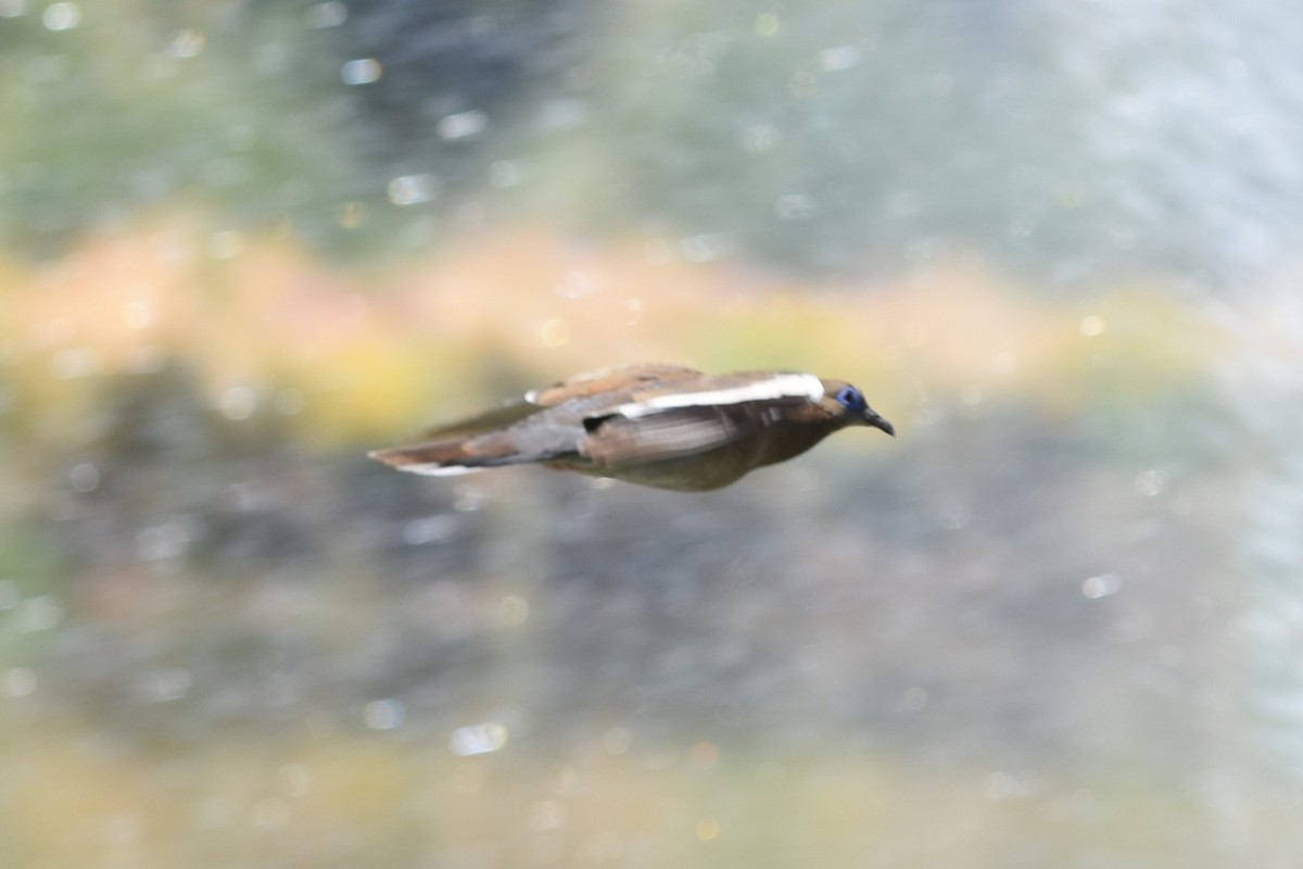 West Peruvian Dove - ML646296156