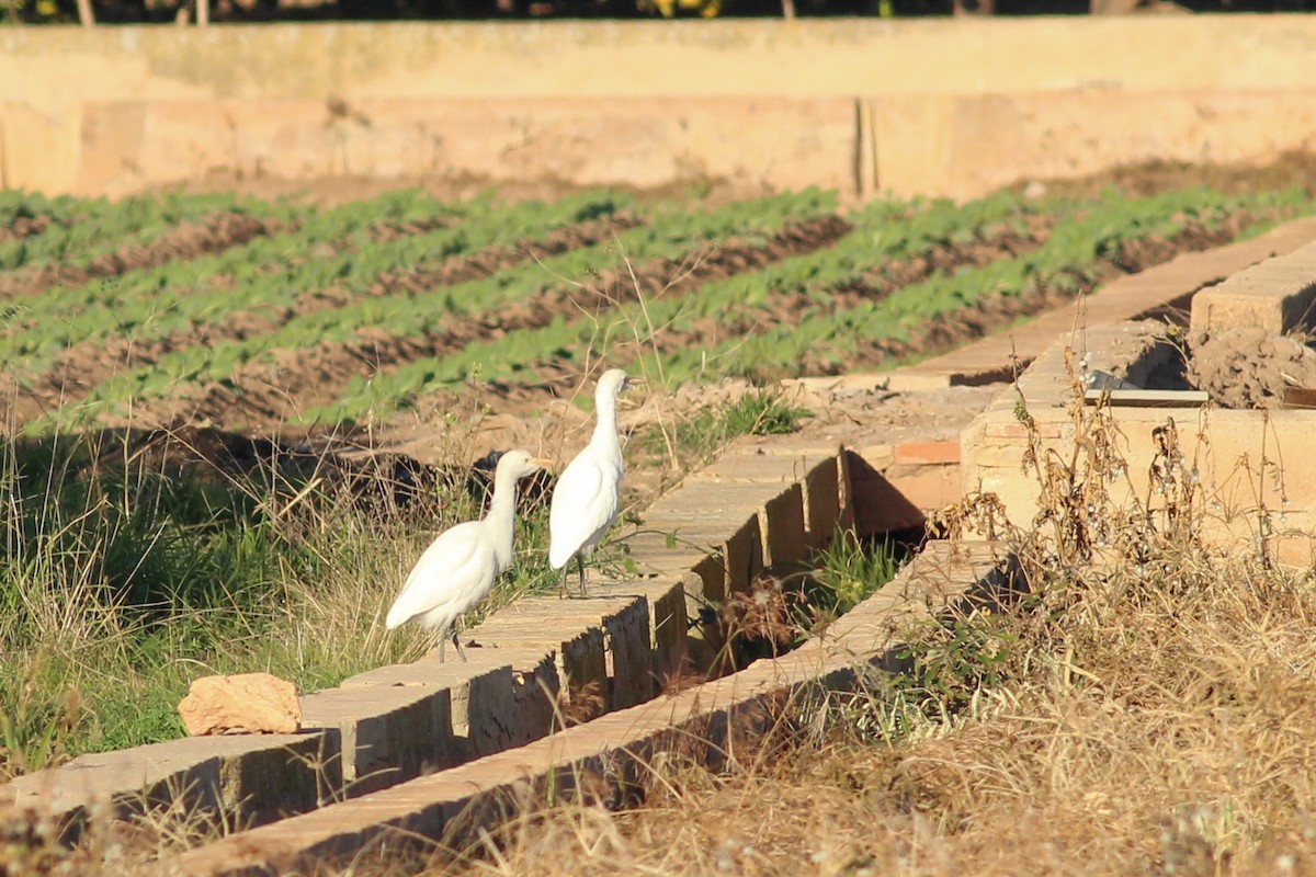 Airone guardabuoi - ML646296157