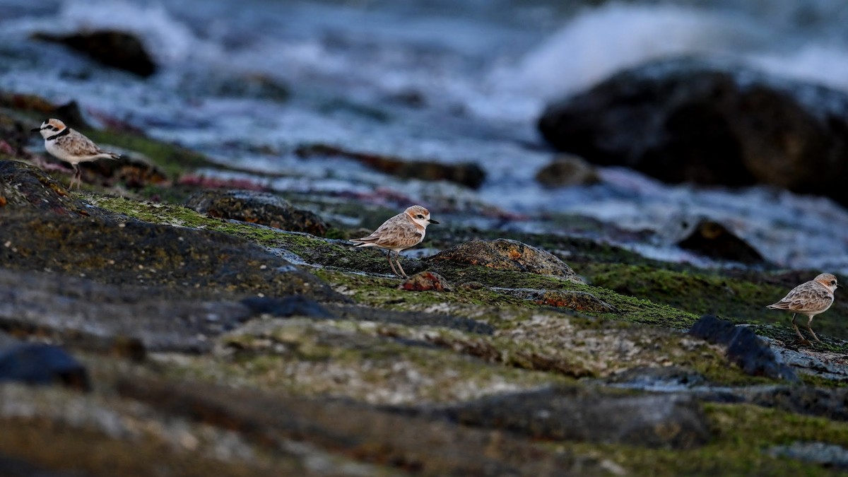 Pluvier de Péron - ML646296163