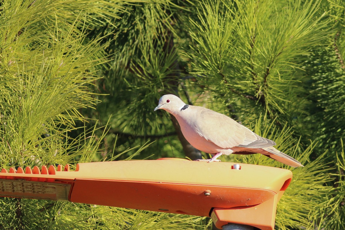 Tortora dal collare - ML646296167