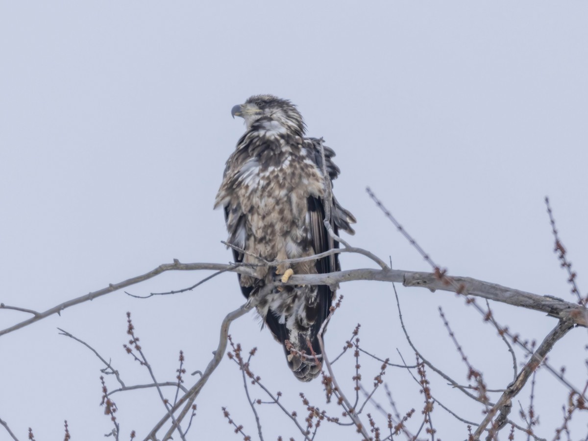 Bald Eagle - ML646296170