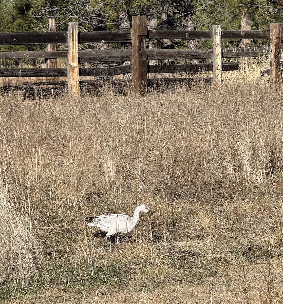 Snow Goose - ML646296171