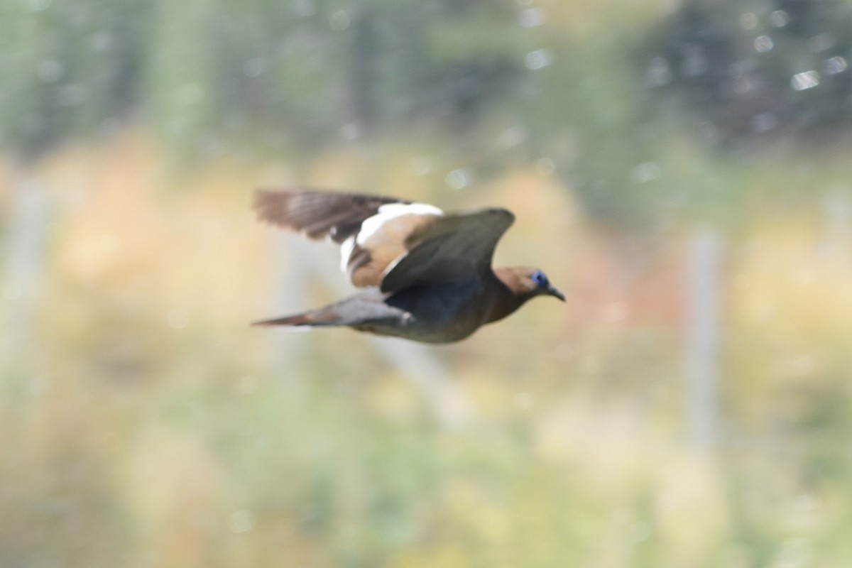 West Peruvian Dove - ML646296180