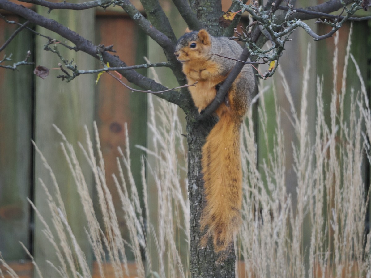 Eastern Fox Squirrel - ML646296196