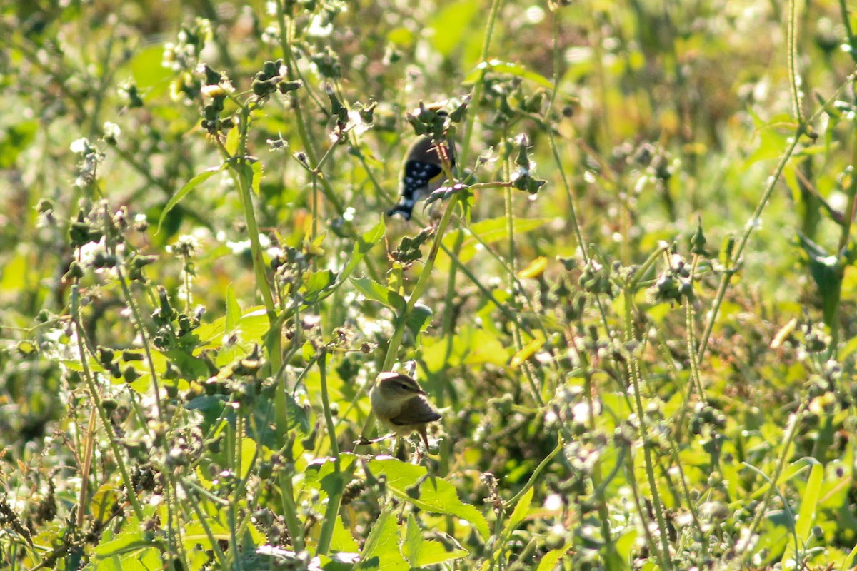 Luì piccolo - ML646296198