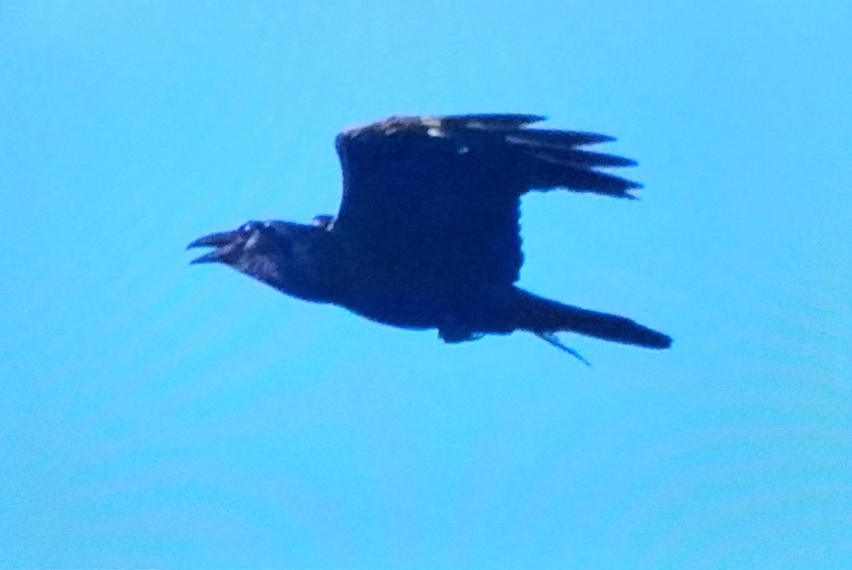 Common Raven - ML646296199