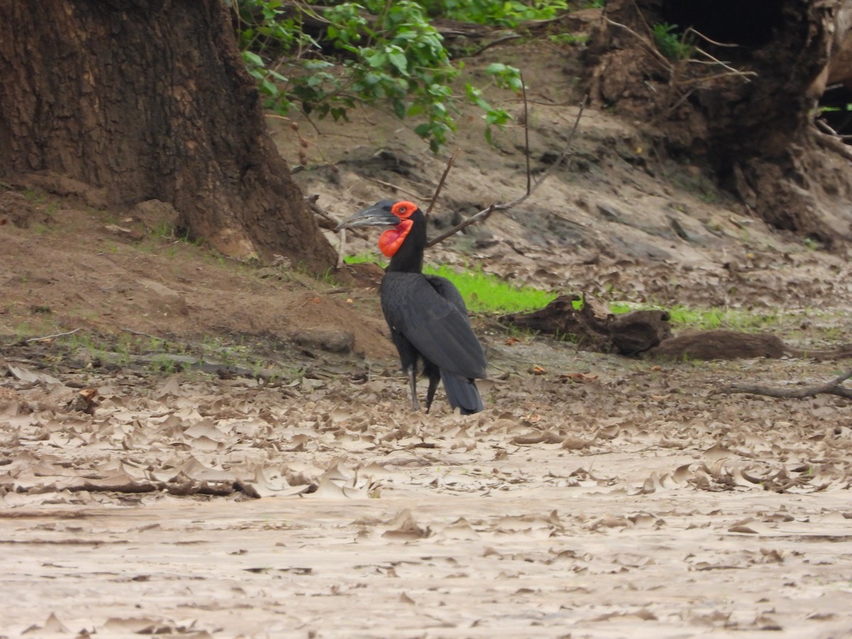 Southern Ground-Hornbill - ML646296200