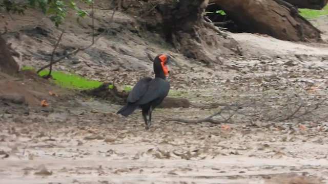 Southern Ground-Hornbill - ML646296201