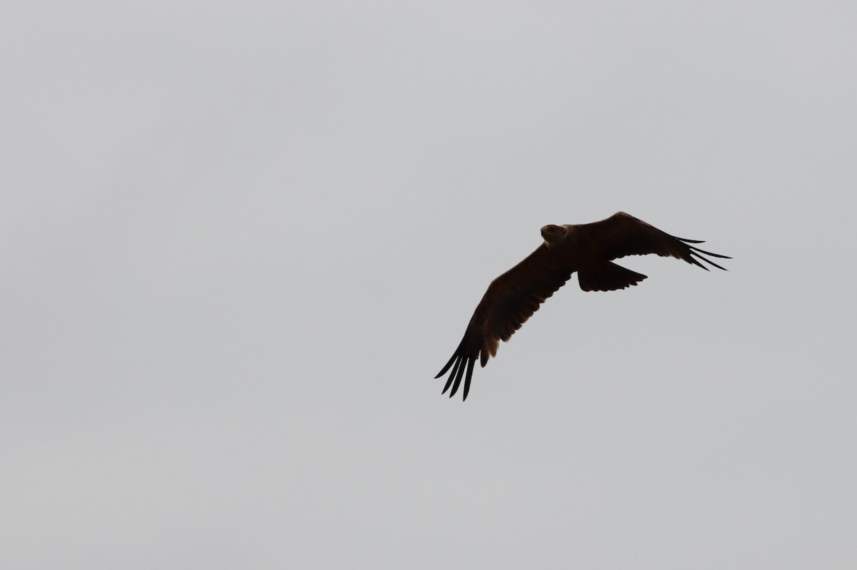 Tawny Eagle - ML646296202